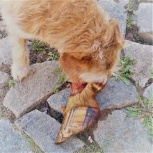 Laden Sie das Bild in den Galerie-Viewer, Kalbsunterbeinspitzen mit Horn und Fell ( Glückshufe )