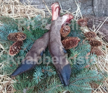 Laden Sie das Bild in den Galerie-Viewer, Hirschbeine Natur