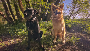 Mogli und Nila aus Thüringen