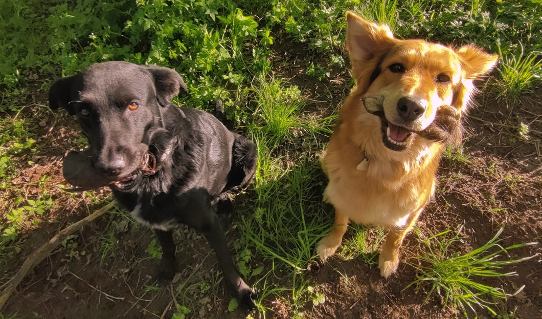 Mogli und Nila aus Thüringen
