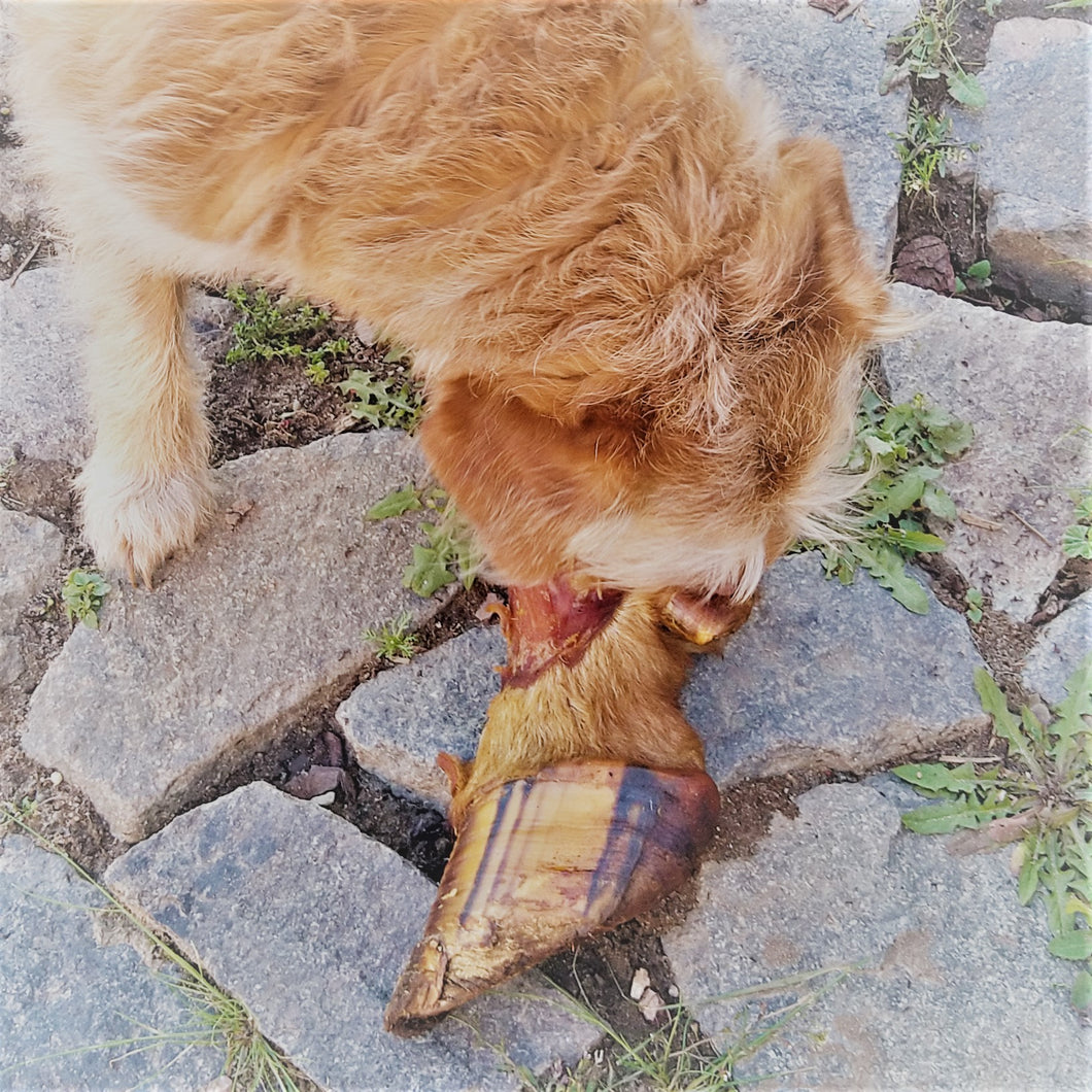 Kalbsunterbeinspitzen mit Horn und Fell ( Glückshufe )